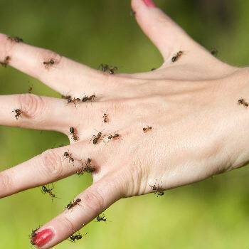 Ant Bite Treatment, Reactions & Prevention | Push Doctor